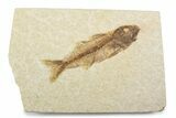 Uncommon Fish Fossil (Mioplosus) - Wyoming #373902-1